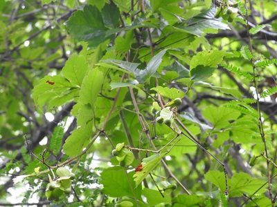 Serjania cardiospermoides, photographed by Neptalí Ramírez Marcial