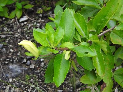 Eremogeton grandiflorus, photographed by Neptalí Ramírez Marcial