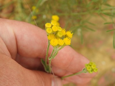 Nidorella hottentotica, photographed by Matthew Fainman
