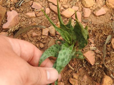 Ledebouria inquinata, photographed by Matthew Fainman
