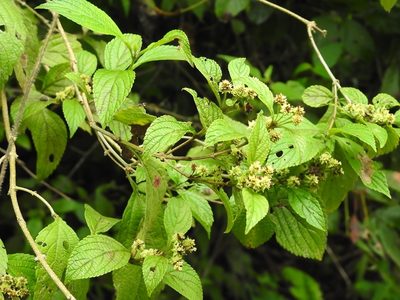 Lippia umbellata, photographed by Neptalí Ramírez Marcial