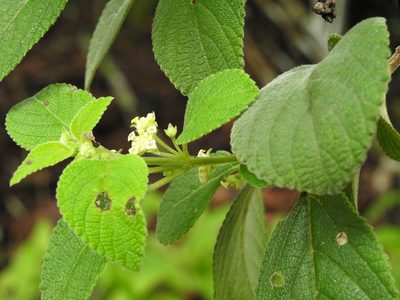 Lippia umbellata, photographed by Neptalí Ramírez Marcial