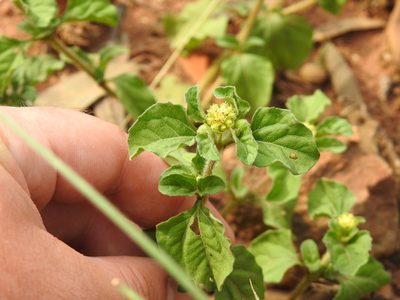 Acanthospermum australe, photographed by Matthew Fainman