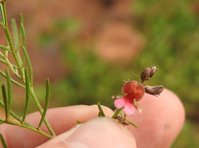 Indigofera pretoriana, photographed by Matthew Fainman