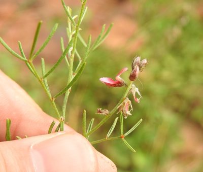 Indigofera pretoriana, photographed by Matthew Fainman