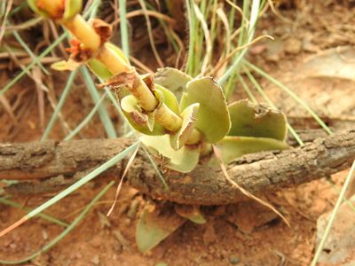 Crassula capitella, photographed by Matthew Fainman