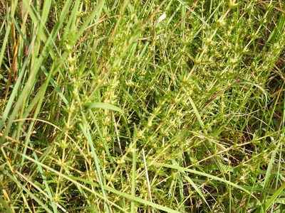 Anthospermum rigidum, photographed by Matthew Fainman