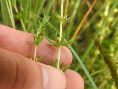 Anthospermum rigidum, photographed by Matthew Fainman