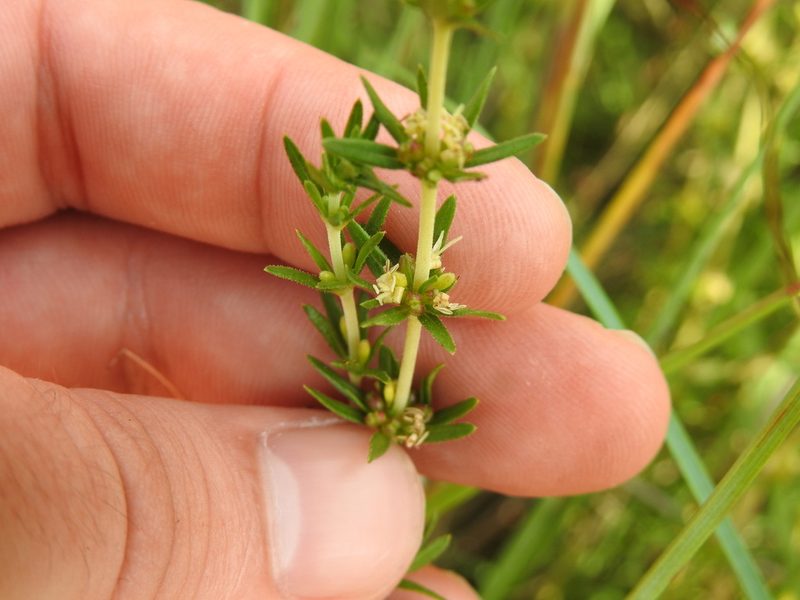 Anthospermum rigidum, photographed by Matthew Fainman