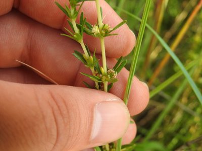 Anthospermum rigidum, photographed by Matthew Fainman