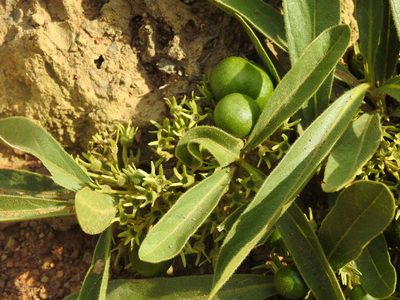Pygmaeothamnus zeyheri, photographed by Matthew Fainman