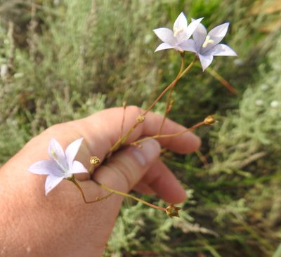 Wahlenbergia undulata, photographed by Matthew Fainman
