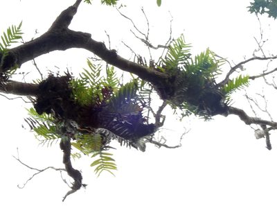 Drynaria meyeniana, photographed by Jacy Chen