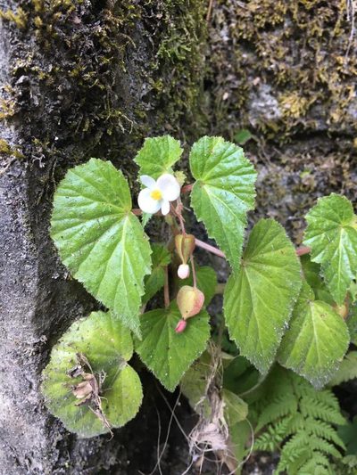 Begonia wallichiana, photographed by Adriana García Ramírez