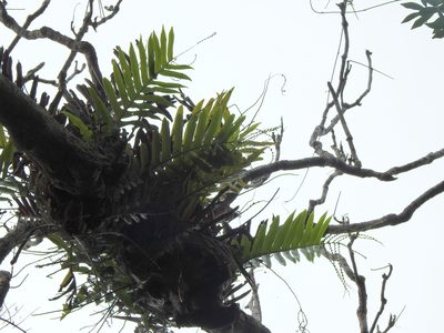 Drynaria meyeniana, photographed by Jacy Chen