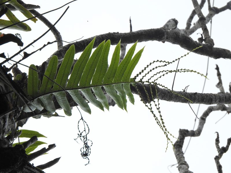 Drynaria meyeniana, photographed by Jacy Chen