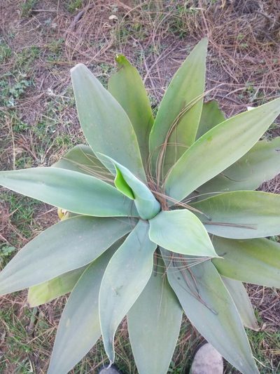 Agave attenuata, photographed by Manuel Nicolás Madrigal Pérez