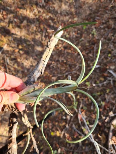 Tillandsia intermedia, photographed by Lyrae