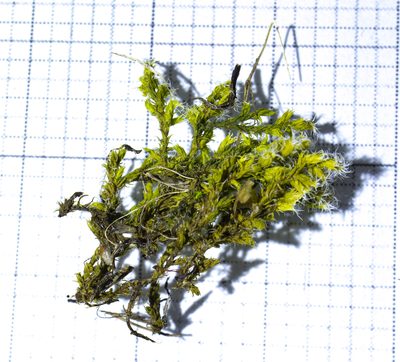 Bucklandiella heterosticha, photographed by Tero Linjama