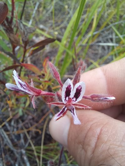 Pelargonium pilosellifolium, photographed by kevin koen