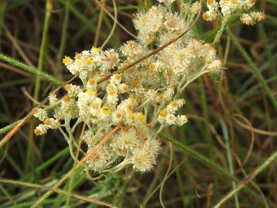 Helichrysum rugulosum, photographed by Matthew Fainman