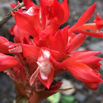 Goeppertia coccinea, photographed by Adriana García Ramírez