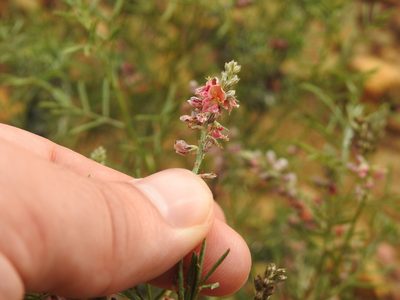 Indigofera pretoriana, photographed by Matthew Fainman