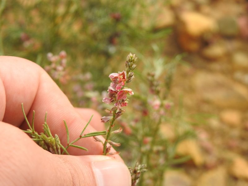 Indigofera pretoriana, photographed by Matthew Fainman