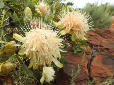 Protea welwitschii, photographed by Matthew Fainman