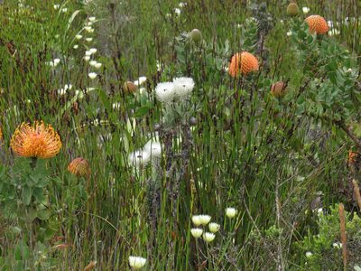 Leucospermum patersonii, photographed by Jeremy Gilmore
