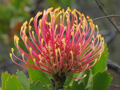 Leucospermum patersonii, photographed by Jeremy Gilmore