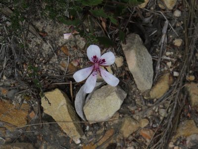 Pelargonium elegans, photographed by Jeremy Gilmore