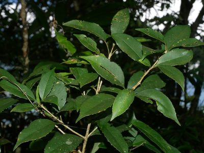 Osmanthus enervius, photographed by Jacy Chen
