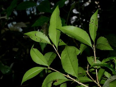 Osmanthus enervius, photographed by Jacy Chen