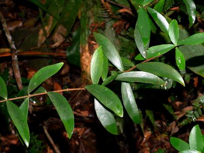 Wikstroemia lanceolata, photographed by Jacy Chen