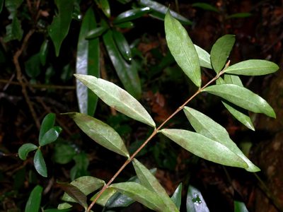 Wikstroemia lanceolata, photographed by Jacy Chen