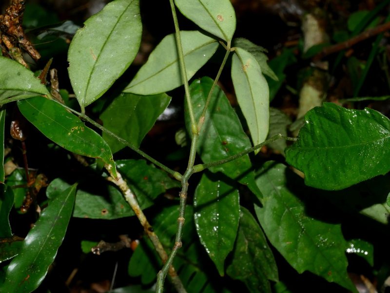 Euchresta formosana, photographed by Jacy Chen