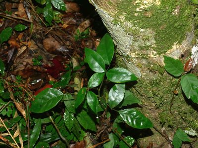 Euchresta formosana, photographed by Jacy Chen