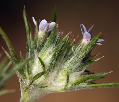 Eriastrum tracyi, photographed by Steve Matson