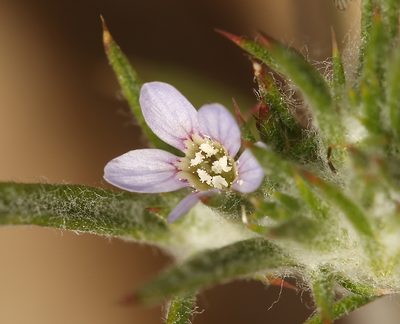 Eriastrum tracyi, photographed by Steve Matson