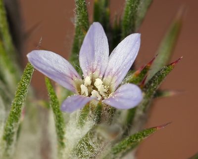 Eriastrum tracyi, photographed by Steve Matson