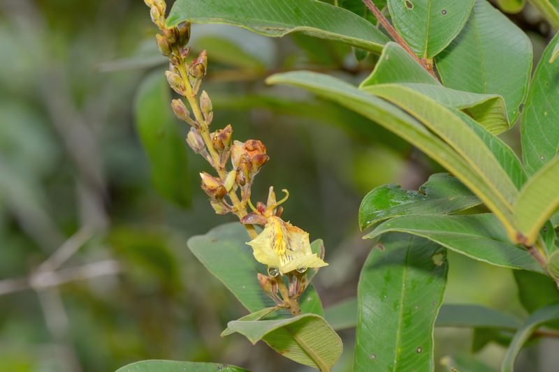 Qualea multiflora, photographed by Morten Ross