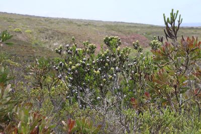 Leucadendron muirii, photographed by Tony Rebelo