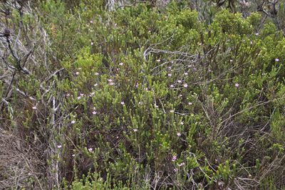 Acmadenia mundiana, photographed by Tony Rebelo
