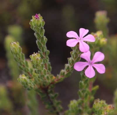 Acmadenia mundiana, photographed by Tony Rebelo