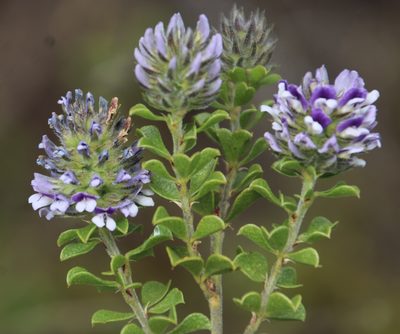Psoralea bracteolata, photographed by Tony Rebelo