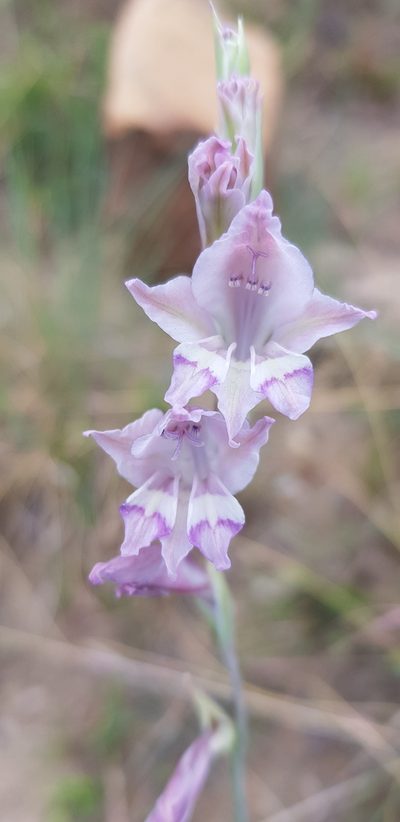 Gladiolus inandensis, photographed by Suvarna Parbhoo Mohan