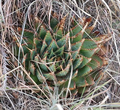 Aloe pratensis, photographed by Suvarna Parbhoo Mohan