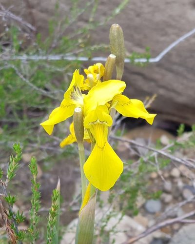 Moraea huttonii, photographed by Suvarna Parbhoo Mohan