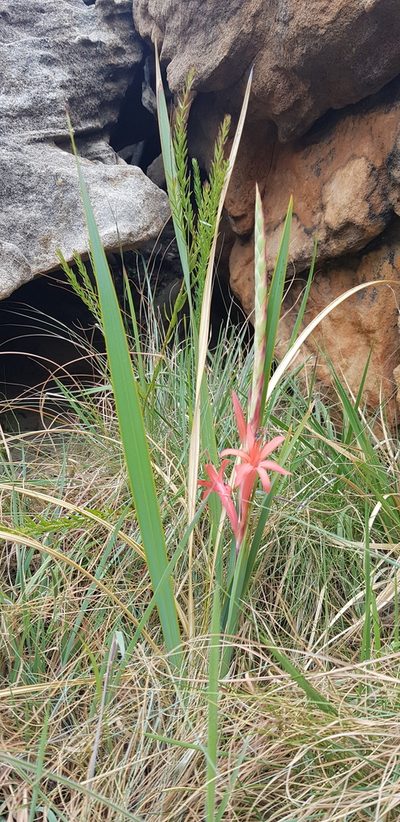 Watsonia gladioloides, photographed by Suvarna Parbhoo Mohan